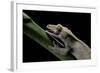 Rhacodactylus Ciliatus (Eyelash Gecko) - Cleaning its Eye-Paul Starosta-Framed Photographic Print