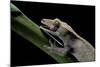 Rhacodactylus Ciliatus (Eyelash Gecko) - Cleaning its Eye-Paul Starosta-Mounted Photographic Print
