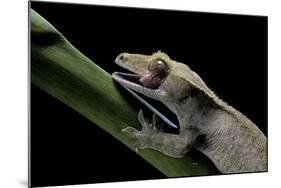 Rhacodactylus Ciliatus (Eyelash Gecko) - Cleaning its Eye-Paul Starosta-Mounted Photographic Print