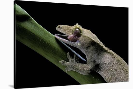 Rhacodactylus Ciliatus (Eyelash Gecko) - Cleaning its Eye-Paul Starosta-Stretched Canvas