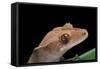 Rhacodactylus Ciliatus (Eyelash Gecko)-Paul Starosta-Framed Stretched Canvas
