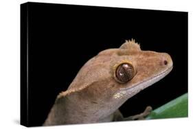 Rhacodactylus Ciliatus (Eyelash Gecko)-Paul Starosta-Stretched Canvas