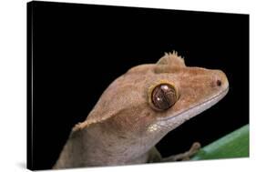 Rhacodactylus Ciliatus (Eyelash Gecko)-Paul Starosta-Stretched Canvas