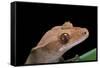 Rhacodactylus Ciliatus (Eyelash Gecko)-Paul Starosta-Framed Stretched Canvas