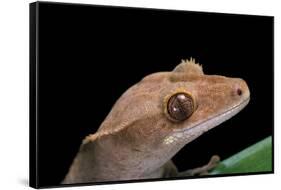 Rhacodactylus Ciliatus (Eyelash Gecko)-Paul Starosta-Framed Stretched Canvas