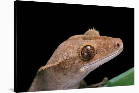 Rhacodactylus Ciliatus (Eyelash Gecko)-Paul Starosta-Stretched Canvas