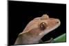 Rhacodactylus Ciliatus (Eyelash Gecko)-Paul Starosta-Mounted Premium Photographic Print