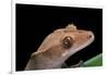 Rhacodactylus Ciliatus (Eyelash Gecko)-Paul Starosta-Framed Photographic Print