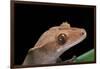 Rhacodactylus Ciliatus (Eyelash Gecko)-Paul Starosta-Framed Photographic Print