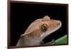 Rhacodactylus Ciliatus (Eyelash Gecko)-Paul Starosta-Framed Photographic Print