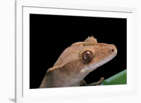 Rhacodactylus Ciliatus (Eyelash Gecko)-Paul Starosta-Framed Photographic Print