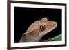 Rhacodactylus Ciliatus (Eyelash Gecko)-Paul Starosta-Framed Photographic Print