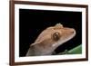 Rhacodactylus Ciliatus (Eyelash Gecko)-Paul Starosta-Framed Photographic Print