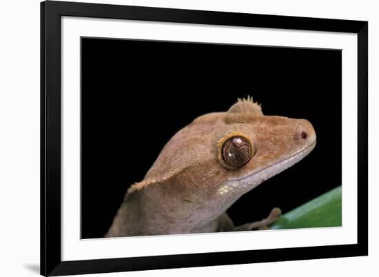 Rhacodactylus Ciliatus (Eyelash Gecko)-Paul Starosta-Framed Photographic Print