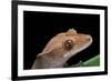 Rhacodactylus Ciliatus (Eyelash Gecko)-Paul Starosta-Framed Photographic Print