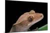 Rhacodactylus Ciliatus (Eyelash Gecko)-Paul Starosta-Mounted Photographic Print