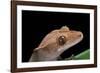 Rhacodactylus Ciliatus (Eyelash Gecko)-Paul Starosta-Framed Photographic Print