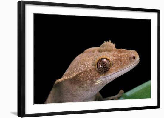 Rhacodactylus Ciliatus (Eyelash Gecko)-Paul Starosta-Framed Photographic Print