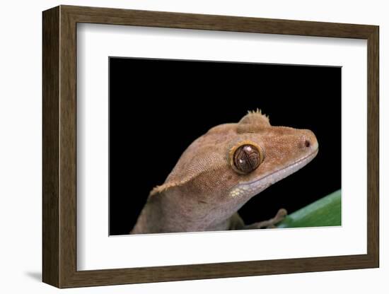 Rhacodactylus Ciliatus (Eyelash Gecko)-Paul Starosta-Framed Photographic Print