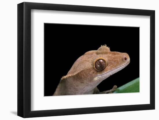 Rhacodactylus Ciliatus (Eyelash Gecko)-Paul Starosta-Framed Photographic Print