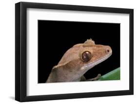 Rhacodactylus Ciliatus (Eyelash Gecko)-Paul Starosta-Framed Photographic Print