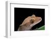 Rhacodactylus Ciliatus (Eyelash Gecko)-Paul Starosta-Framed Photographic Print