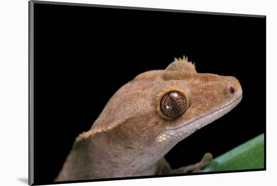 Rhacodactylus Ciliatus (Eyelash Gecko)-Paul Starosta-Mounted Photographic Print