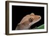 Rhacodactylus Ciliatus (Eyelash Gecko)-Paul Starosta-Framed Photographic Print