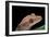 Rhacodactylus Ciliatus (Eyelash Gecko)-Paul Starosta-Framed Photographic Print