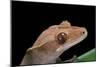 Rhacodactylus Ciliatus (Eyelash Gecko)-Paul Starosta-Mounted Photographic Print