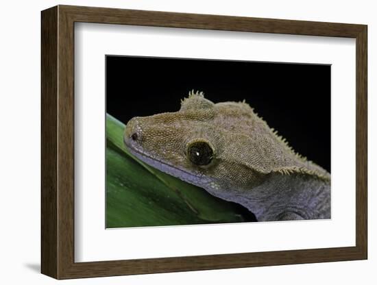 Rhacodactylus Ciliatus (Eyelash Gecko)-Paul Starosta-Framed Photographic Print