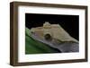 Rhacodactylus Ciliatus (Eyelash Gecko)-Paul Starosta-Framed Photographic Print