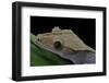 Rhacodactylus Ciliatus (Eyelash Gecko)-Paul Starosta-Framed Photographic Print