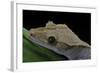 Rhacodactylus Ciliatus (Eyelash Gecko)-Paul Starosta-Framed Photographic Print