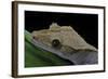 Rhacodactylus Ciliatus (Eyelash Gecko)-Paul Starosta-Framed Photographic Print