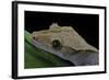 Rhacodactylus Ciliatus (Eyelash Gecko)-Paul Starosta-Framed Photographic Print