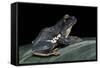 Rhacophorus Dennysi (Chinese Gliding Frog)-Paul Starosta-Framed Stretched Canvas