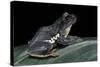 Rhacophorus Dennysi (Chinese Gliding Frog)-Paul Starosta-Stretched Canvas
