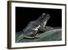 Rhacophorus Dennysi (Chinese Gliding Frog)-Paul Starosta-Framed Photographic Print