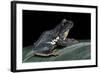 Rhacophorus Dennysi (Chinese Gliding Frog)-Paul Starosta-Framed Photographic Print