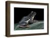 Rhacophorus Dennysi (Chinese Gliding Frog)-Paul Starosta-Framed Photographic Print