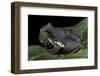 Rhacophorus Dennysi (Chinese Gliding Frog)-Paul Starosta-Framed Photographic Print