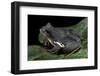 Rhacophorus Dennysi (Chinese Gliding Frog)-Paul Starosta-Framed Photographic Print