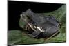 Rhacophorus Dennysi (Chinese Gliding Frog)-Paul Starosta-Mounted Photographic Print