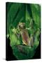 Rhacophorus Prominanus (Malayan Flying Frog)-Paul Starosta-Stretched Canvas