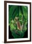 Rhacophorus Prominanus (Malayan Flying Frog)-Paul Starosta-Framed Photographic Print