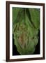 Rhacophorus Prominanus (Malayan Flying Frog)-Paul Starosta-Framed Photographic Print