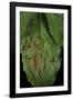 Rhacophorus Prominanus (Malayan Flying Frog)-Paul Starosta-Framed Photographic Print