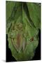 Rhacophorus Prominanus (Malayan Flying Frog)-Paul Starosta-Mounted Photographic Print