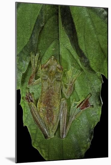 Rhacophorus Prominanus (Malayan Flying Frog)-Paul Starosta-Mounted Photographic Print